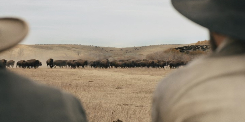 Andrews (left) and Miller (right) observe a buffalo herd soon to be slaughtered by Miller.